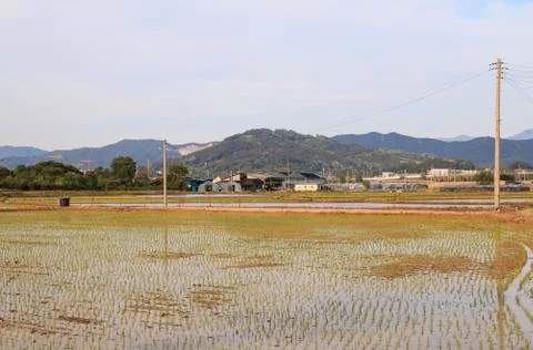Rice paddy field Stock Photos