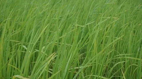 Rice paddy field Stock Photos