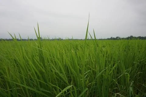 Rice paddy field Stock Photos