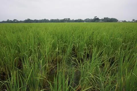 Rice paddy field Stock Photos
