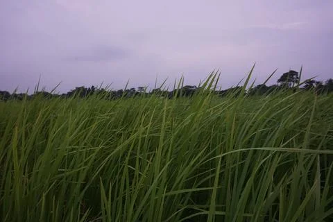 Rice paddy field Stock Photos