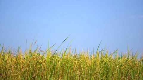 Rice paddy field slow motion on windy in field on blue sky background 库存影片 107113953