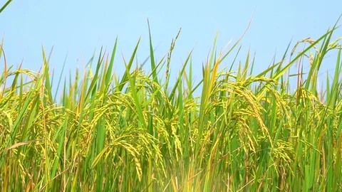 Rice paddy field slow motion on windy in field on blue sky background Vídeo Stock 107114846
