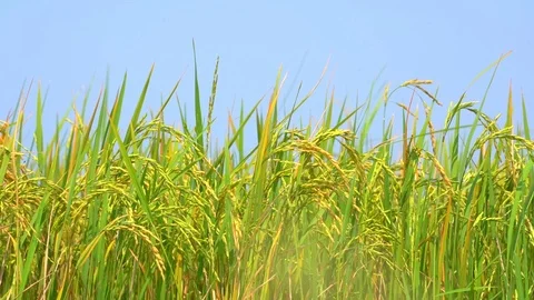 Rice paddy field slow motion on windy in field on blue sky background Video stock 107116318