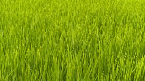 Rice in a paddy field swaying in the wind - FIX Stock Footage 281294764