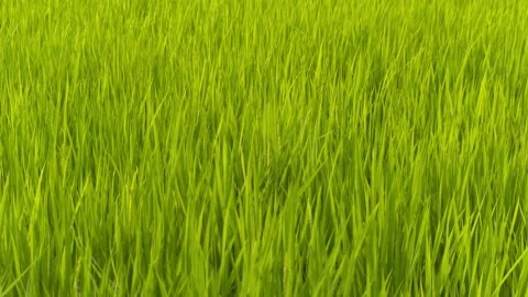 Rice in a paddy field swaying in the wind - Zoom in Stock Footage 281294832