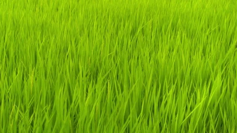 Rice in a paddy field swaying in the wind - Pan left Stock Footage 281294914