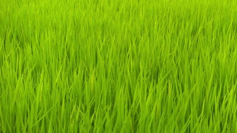 Rice in a paddy field swaying in the wind - Pan right Stock Footage 281295177
