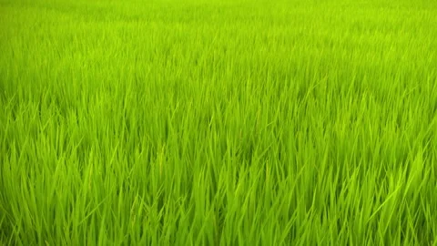 Rice in a paddy field swaying in the wind - FIX Stock Footage 281295660
