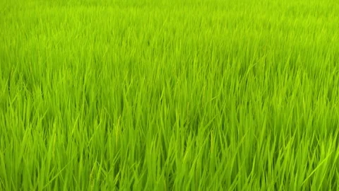 Rice in a paddy field swaying in the wind - Zoom in Stock Footage 281295830