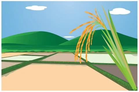 Rice with paddy field vector design Stock Illustration