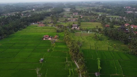 Rice paddy fields aerial drone shot in Bali, Indonesia 4K Stock-Footage 254871663