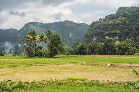 Rice paddy fields and cliffs in the Harau Valley, Bukittinggi, West Sumatra, Stock Photos