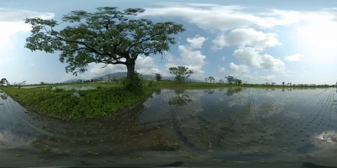 Rice Paddy Fields and Tree Reflections - 360 VR Stock Footage 88948848