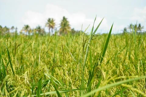 The rice in the paddy fields that are still young is green Stock-Fotos