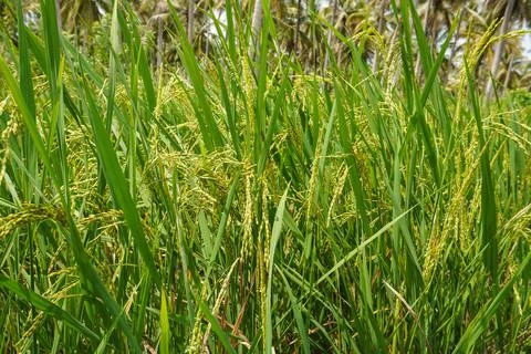 The rice in the paddy fields that are still young is green Stock Photos