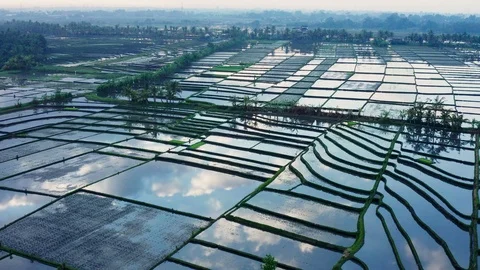 Rice paddy fields in Bali with clouds reflection Stock Footage 111937010
