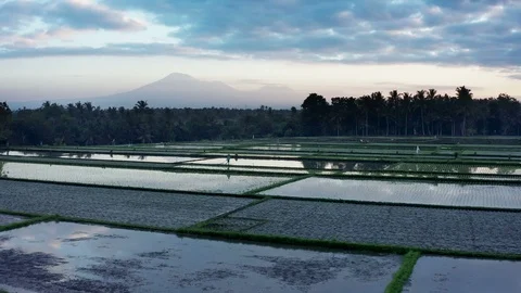 Rice paddy fields in Bali with mountain view Stock Footage 111859485