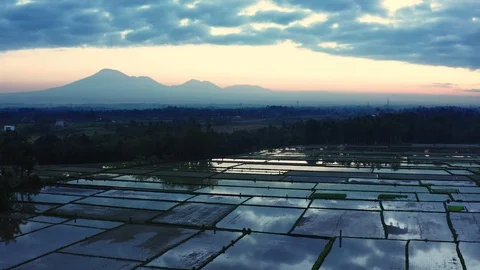Rice paddy fields in Bali with mountain view Stock Footage 112584572