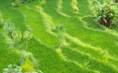 Rice paddy fields in Bali 스톡 사진