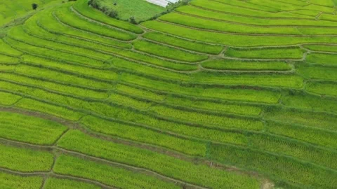 Rice paddy fields filled with with water in the middle of june. Rice cultiv.. Stock Footage 256724701