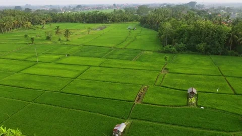 Rice paddy fields filled with with water in the middle of june. Rice cultiv.. Stock Footage 256724961