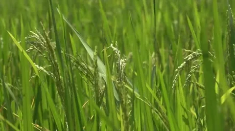 Rice Paddy fields Stock Footage 42993670