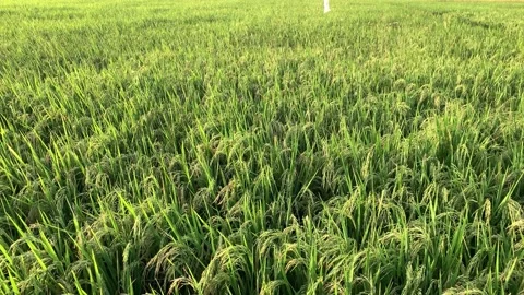 Rice Paddy Fields Stock Footage 195606078