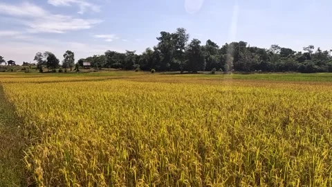 Rice Paddy Fields with Forest Background 動画素材 240882980