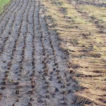 Rice in paddy fields that have been harvested Stock Photos
