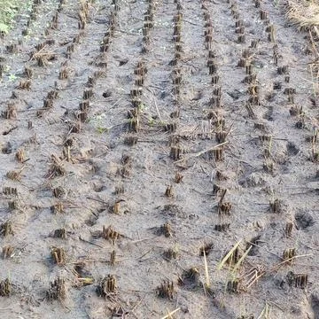Rice in paddy fields that have been harvested Stock Photos