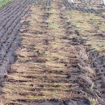 Rice in paddy fields that have been harvested Stock Photos