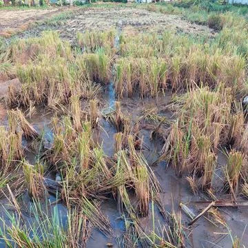 Rice in paddy fields that have been harvested Stock Photos
