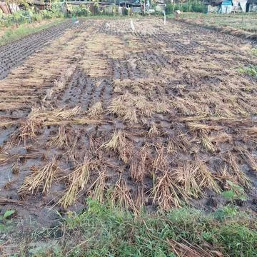 Rice in paddy fields that have been harvested Stock Photos