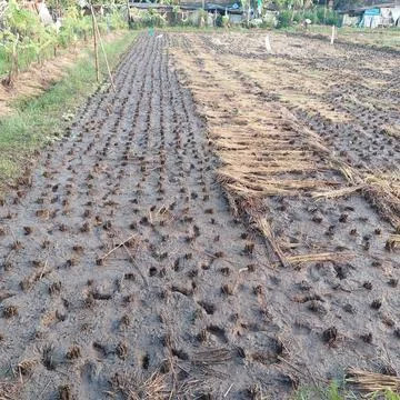 Rice in paddy fields that have been harvested Stock Photos
