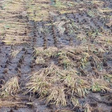 Rice in paddy fields that have been harvested Stock Photos