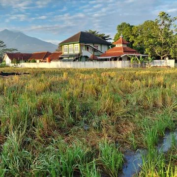 Rice in paddy fields that have been harvested Stock Photos