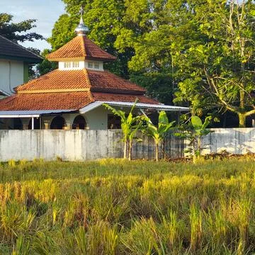 Rice in paddy fields that have been harvested Stock Photos