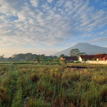 Rice in paddy fields that have been harvested Stock Photos