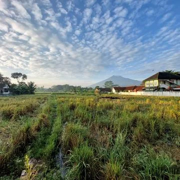 Rice in paddy fields that have been harvested Stock Photos