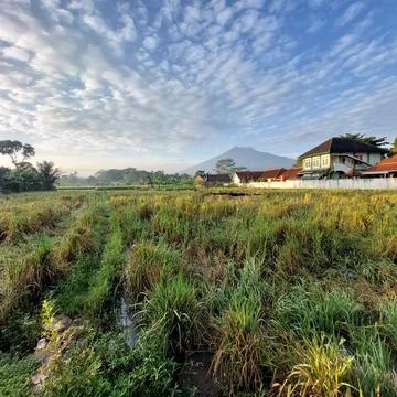 Rice in paddy fields that have been harvested Stock Photos