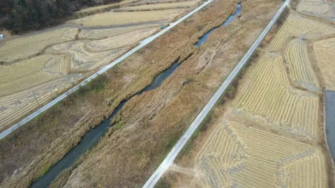 Rice Paddy Fields Located Along the Riverside Stock Footage 334511334