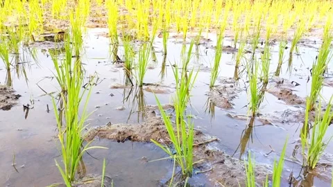 Rice paddy fields in the morning Stock Footage 327769103
