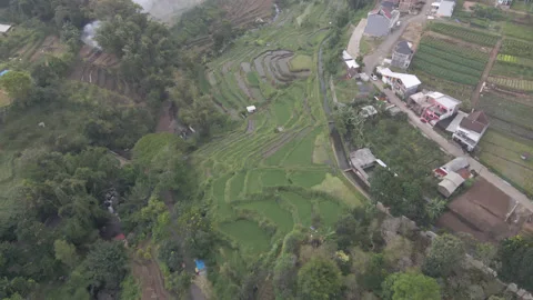 Rice paddy fields next to river in 4K, Indonesia Stock Footage 200871222