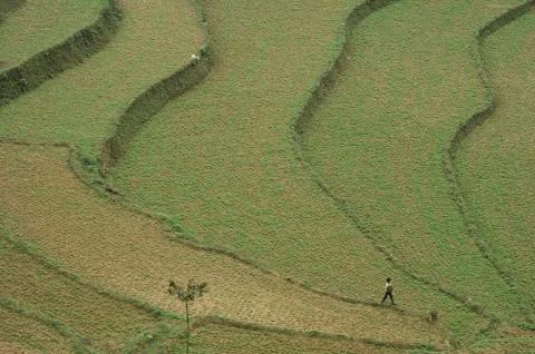 Rice Paddy Fields in Sapa Foto stock
