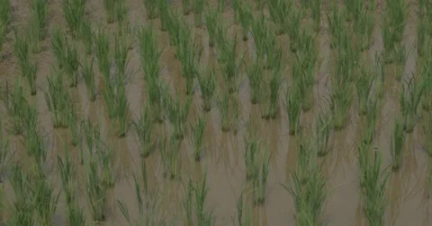 Rice Paddy - Flat Ungraded Stock Footage 49018872