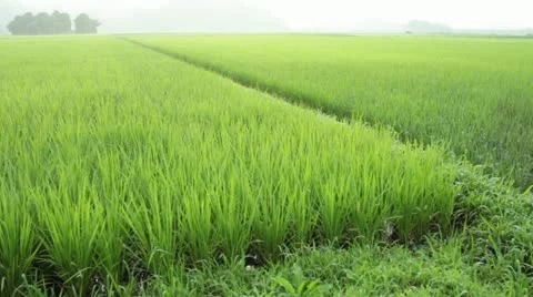 Rice paddy Stock Footage 11409509