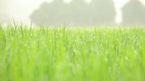 Rice paddy Stock Footage 11409513