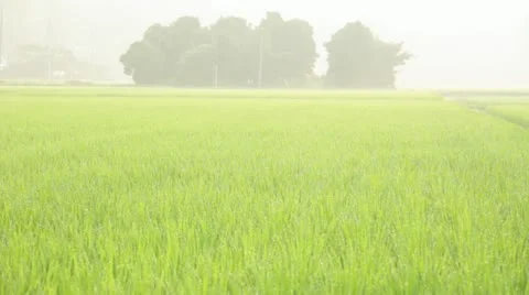 Rice paddy Stock Footage 11409514