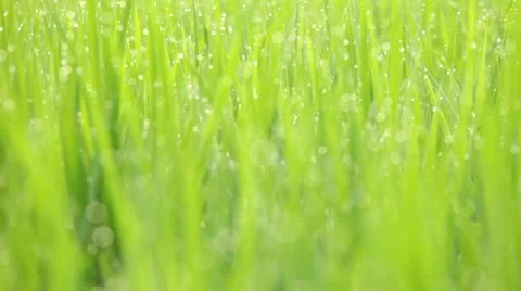 Rice paddy Stock Footage 11409516